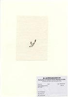 藏品(長枝沙菜)的圖片